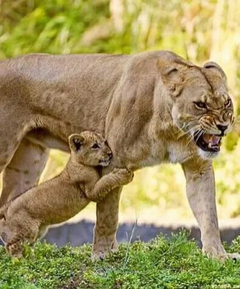 Nothing in nature is stronger than a mother