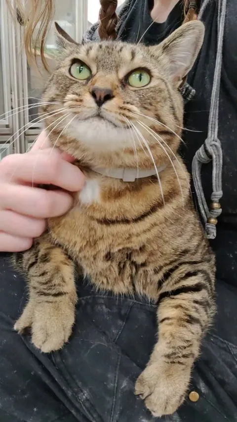 This is Kacey. She’s a professional chatterbox and decided my lap was the perfect spot to tell me all about it.