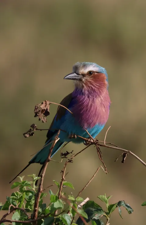 ITAP of a lilac-breasted roller 