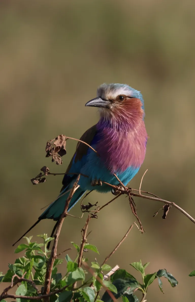 ITAP of a lilac-breasted roller 