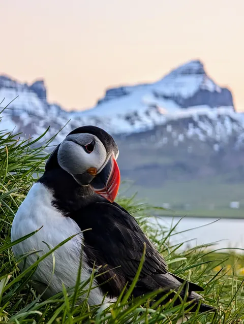 10 days in Iceland in June