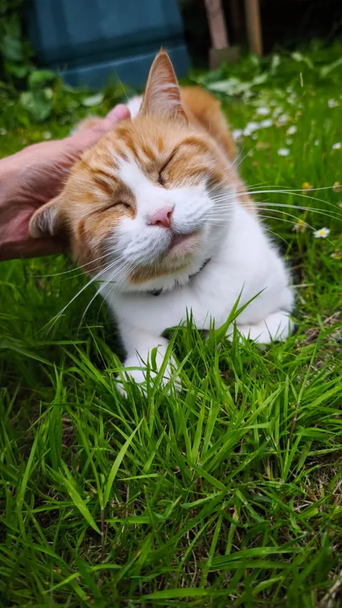 Please can I have some love for Amber who had 11 teeth removed yesterday?