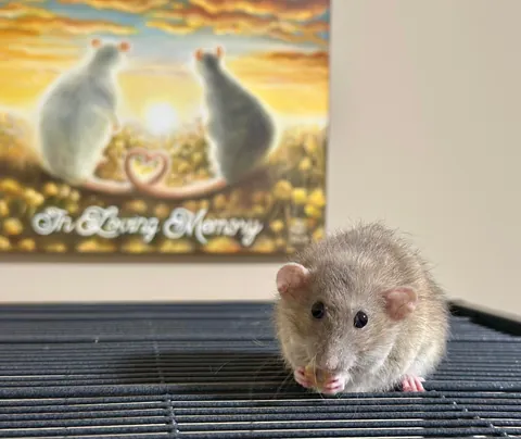 In Loving Memory of President Link 💔