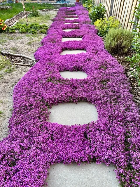 Our garden path transformation! Before &amp; after