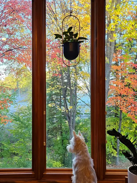 Fall Foliage in My Backyard