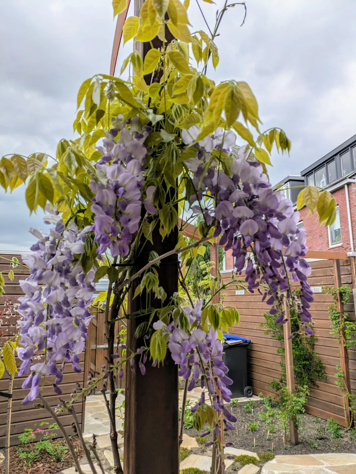 The first season of my flower garden