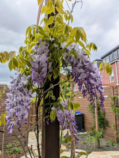 The first season of my flower garden