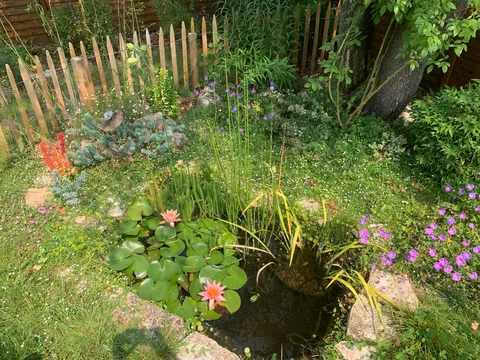 A small pool in town 🐸