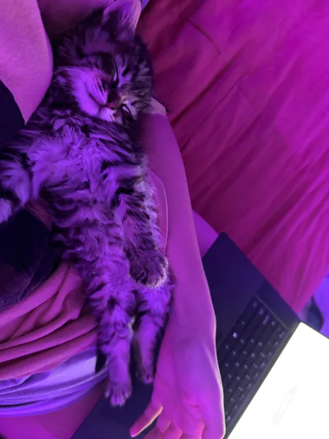 His name is Wilfred and he just stole my entire family’s hearts