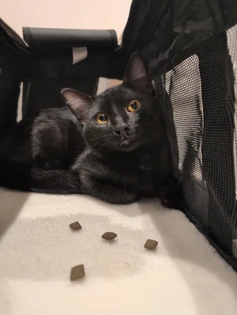 We went to a shelter on Saturday, and there was a little void who just adored my spouse - So we took him home. Meet Ash!