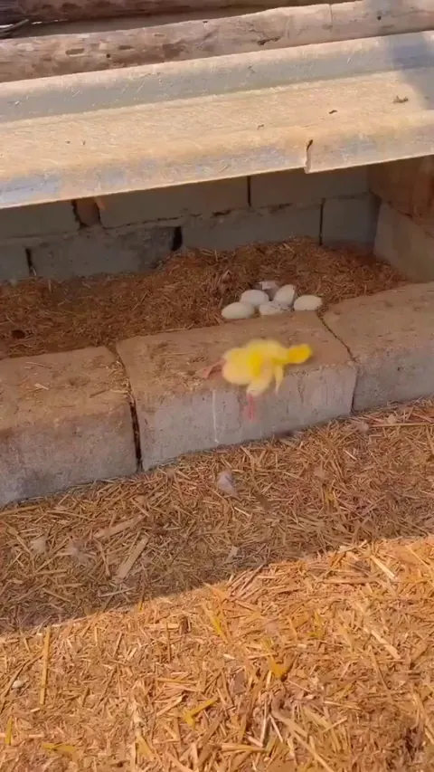 Hyper relaxed sleepers are very common in the feathered families