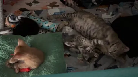 Bonnie (black), Jonesy (orange) and Reilly (gray) were 5 weeks old here. I kept them and their mom Honey, too.