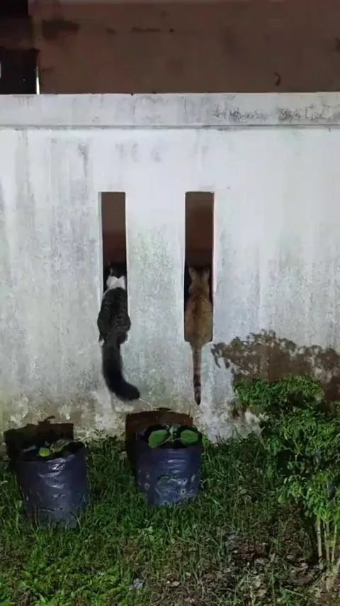 let's hangout to our usual spot!