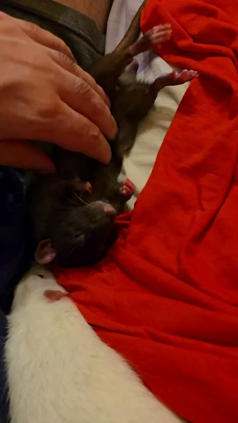 Guys, is my rat okay?