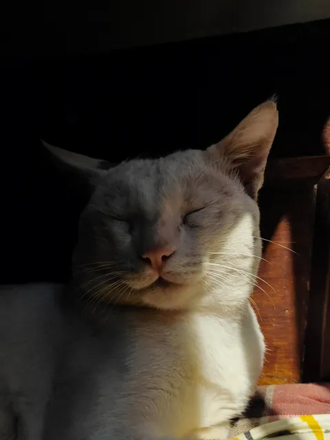 my cat is a professional model