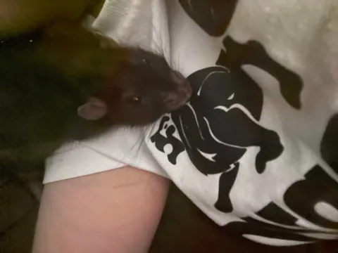 Rat sleeps with me in bed every night