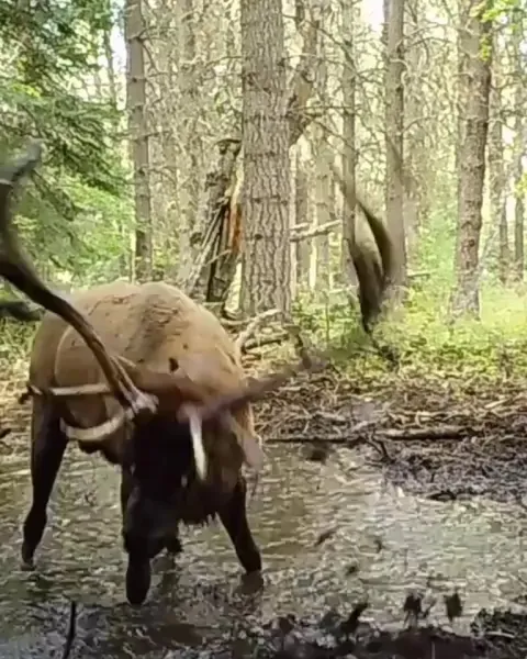 🔥Bull elk take mud baths, or wallow, during the rutting season as part of their mating behavior