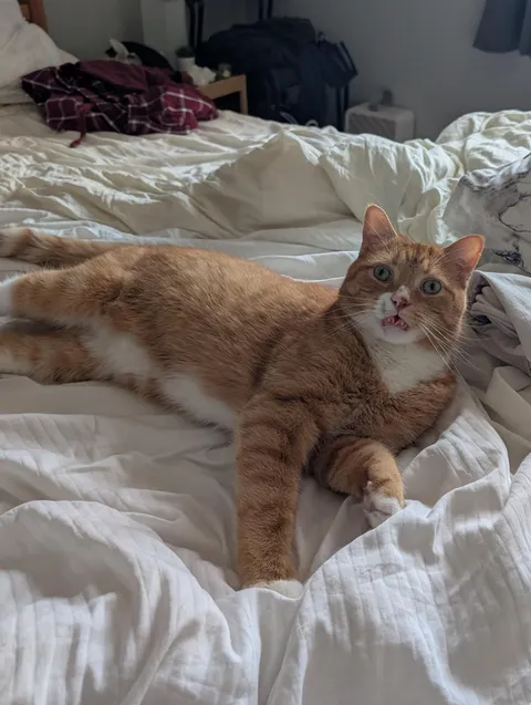 Share your cat’s silliest face