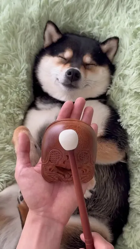 A Relaxing Massage For Shiba-Inu