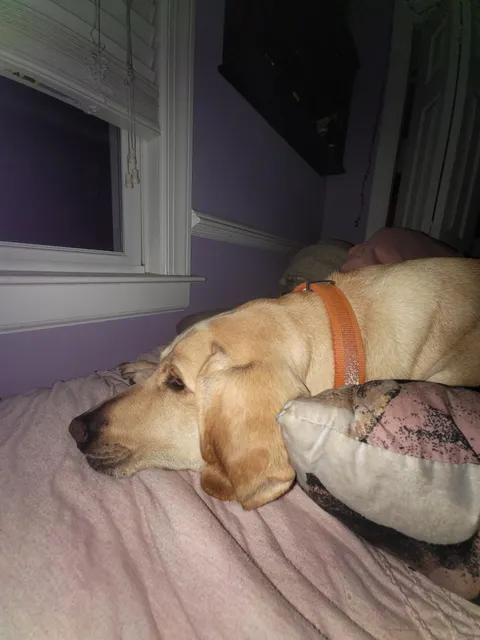 Broke up with ex bf and my lab is not taking it well