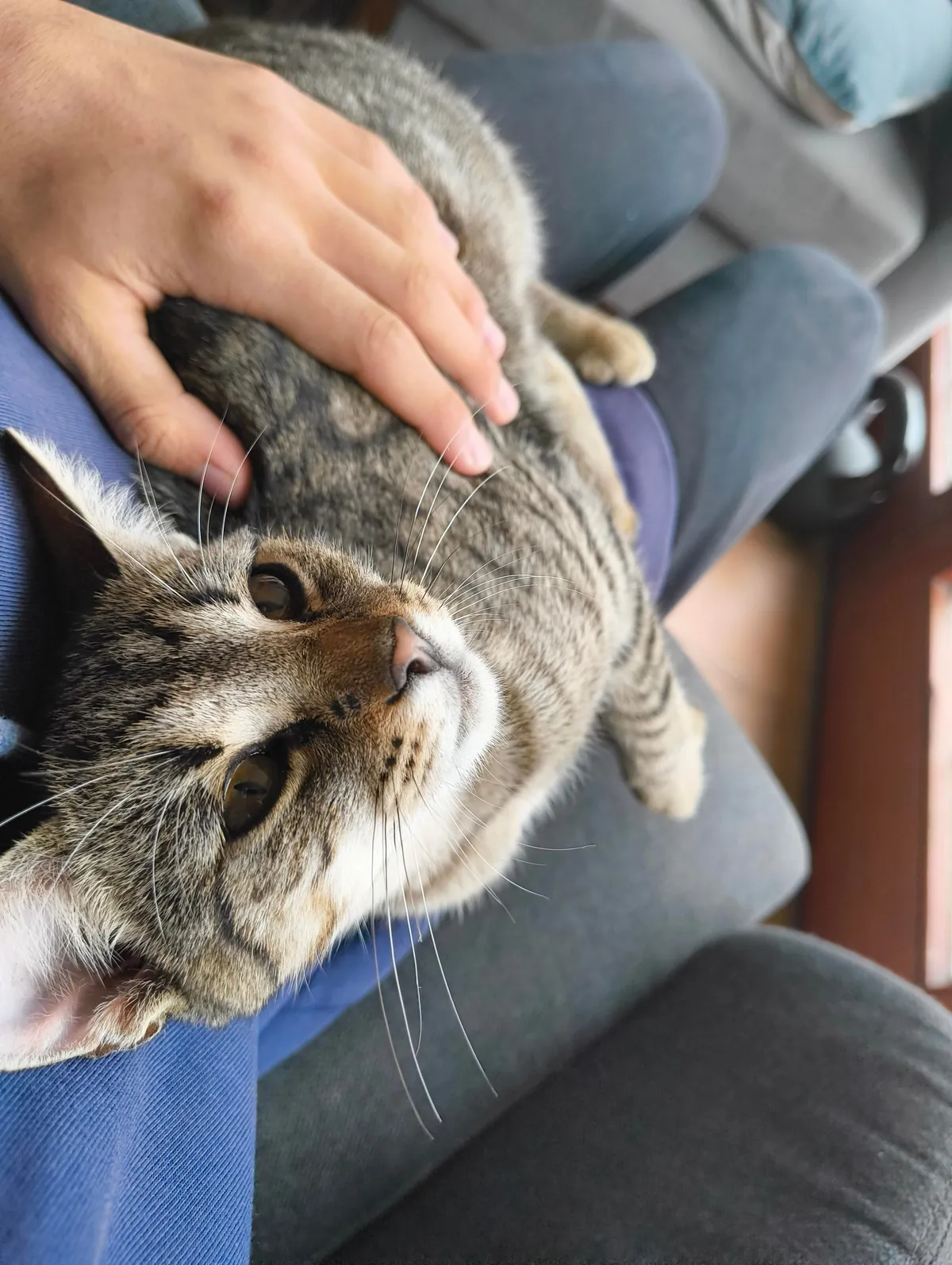 Update 2: The cat still comes back!