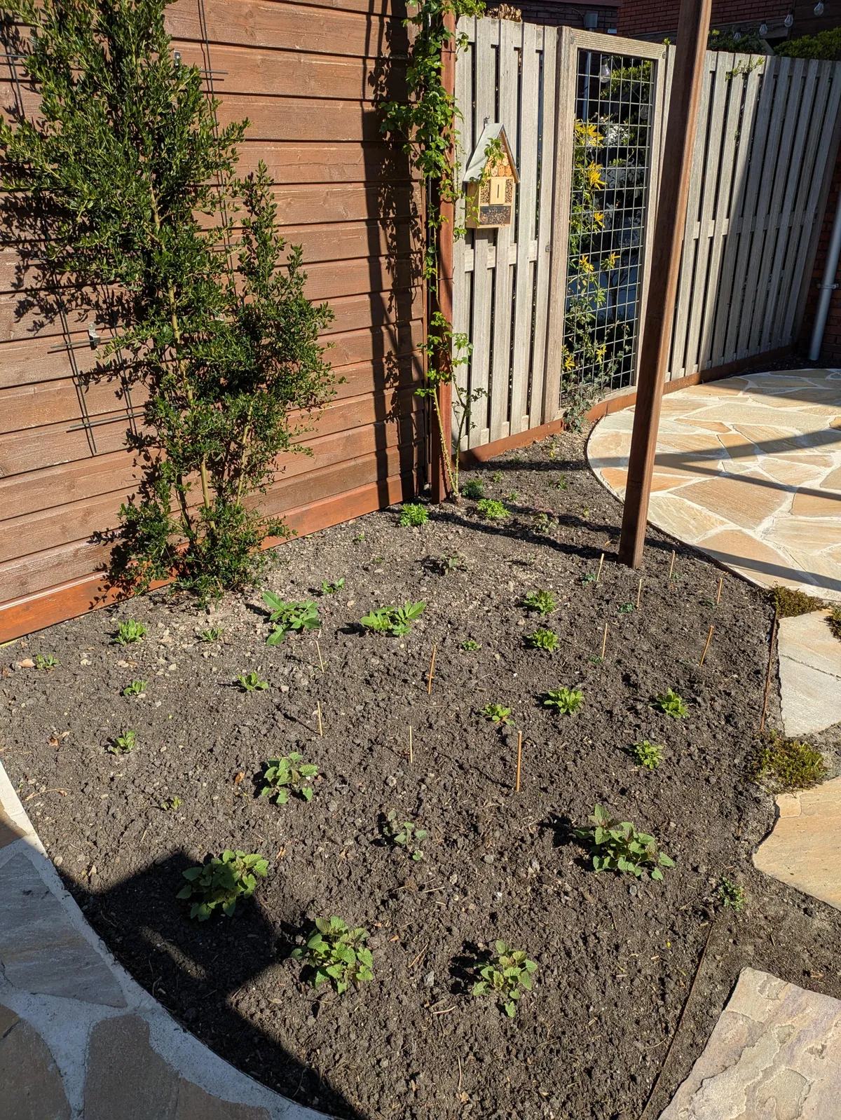 The first season of my flower garden