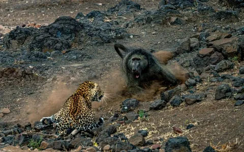 Leopard gets caught in the grasp of an angry alpha baboon