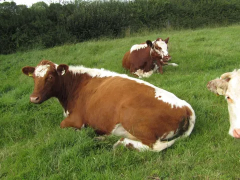 Rose and Willow are never too far apart. I often see them grazing with each other away from the rest of their herd.