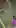 Male hummingbird shows off his moves in front of a female.