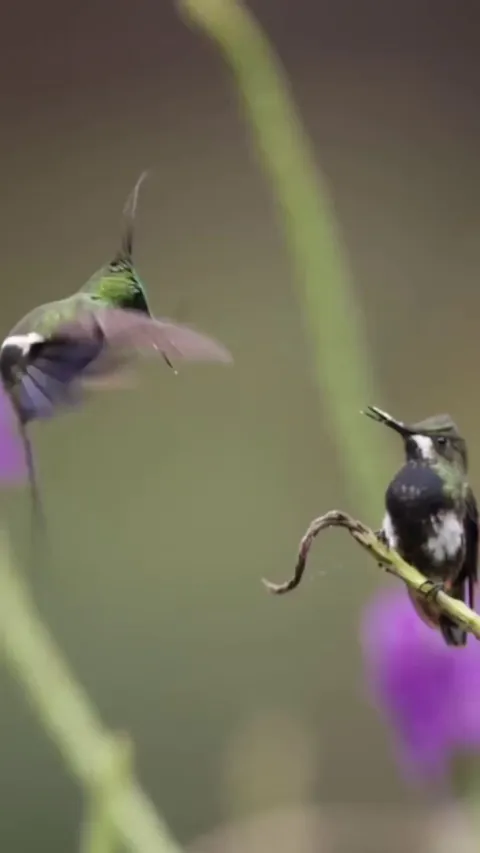 Male hummingbird shows off his moves in front of a female.