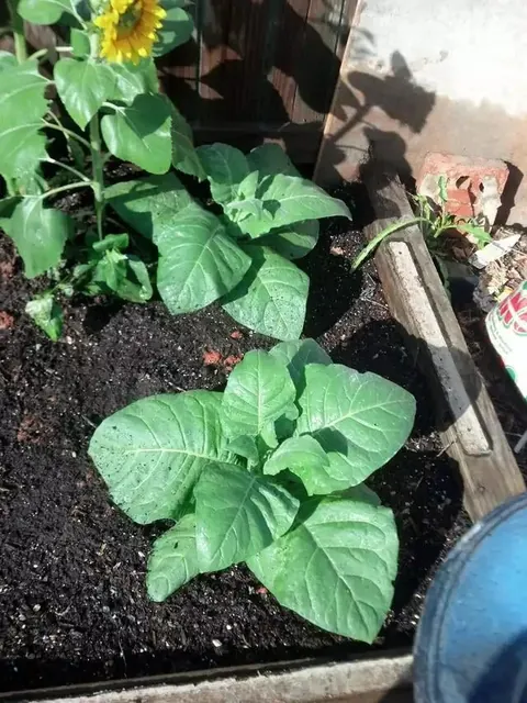 Backyard tobacco, thinking about trying again this year