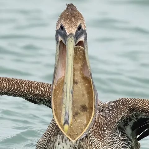 A fish trapped in a Pelican's beak