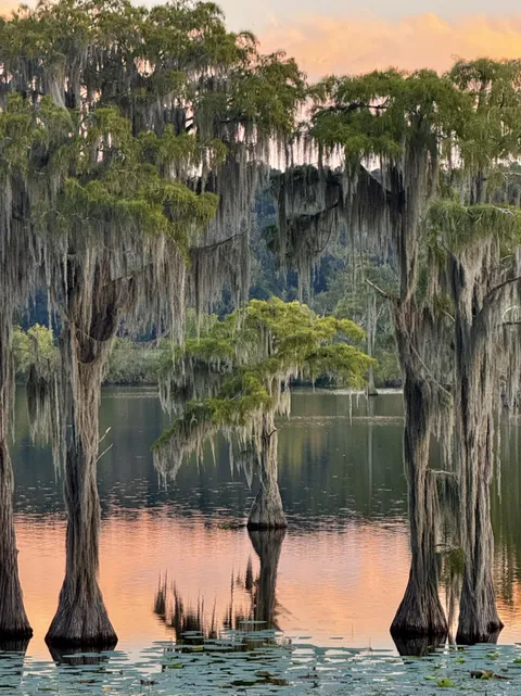 Cypress trees at golden hour - N. Florida (2967x3956)(OC)