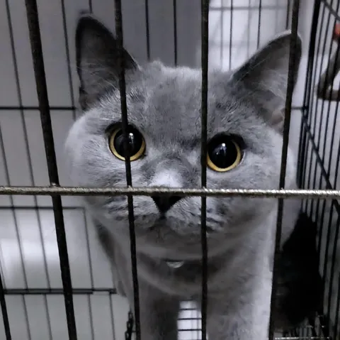 Those eyes. And it was in this moment that I knew. She was coming home with me.