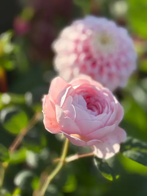 My Fall Garden 💚🌸🧚🍃🍁