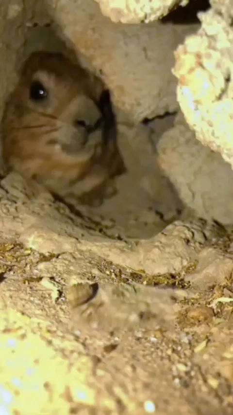 🔥This is a Hyrax, a small mammal closely related to Elephants and Manatees. This one is displeased at the intrusive cameraman. 