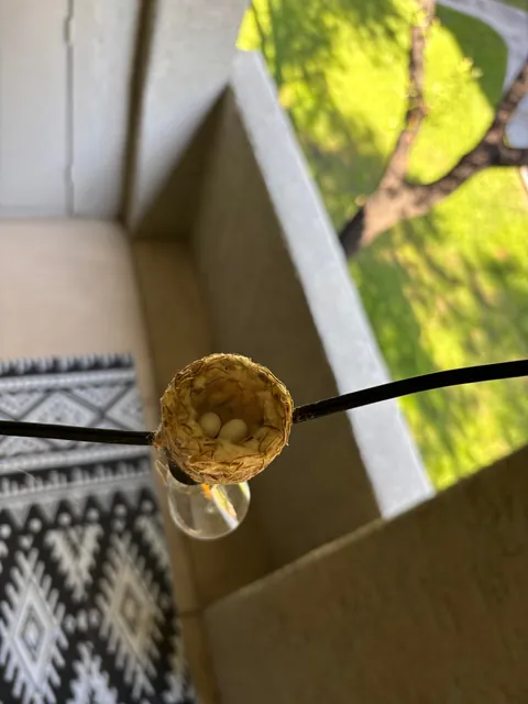 A hummingbird built a nest on my patio lights and laid two tiny eggs!