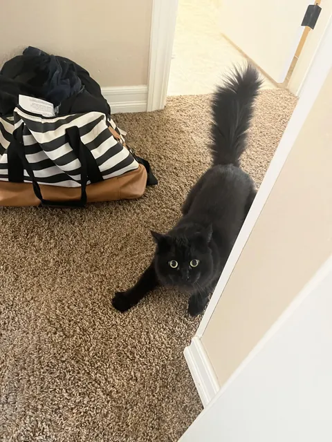 I finally caught her on camera trying to scare me around the corner
