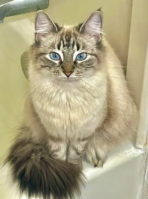 My beautiful girl 🩷 adopted her today!