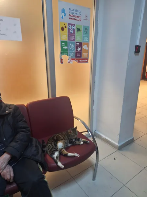 no degree no license still more confident than half the doctors