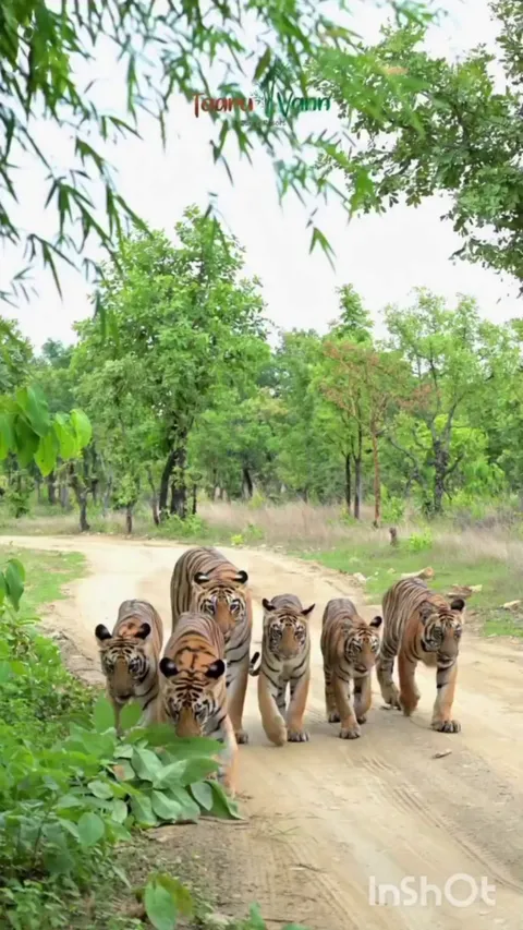 A tiger mom with her 5 cubs from Umred Wildlife Sanctuary, Maharashtra, India.