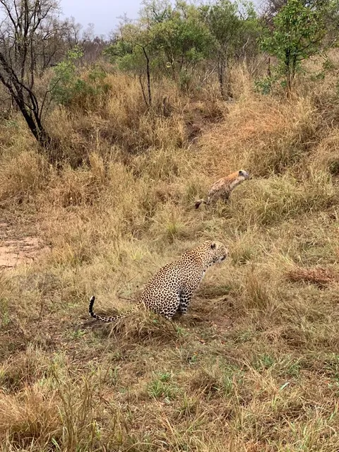 🔥 A Picture I Took in Sabi Sands of a Leopard and a Hyena Shitting Together