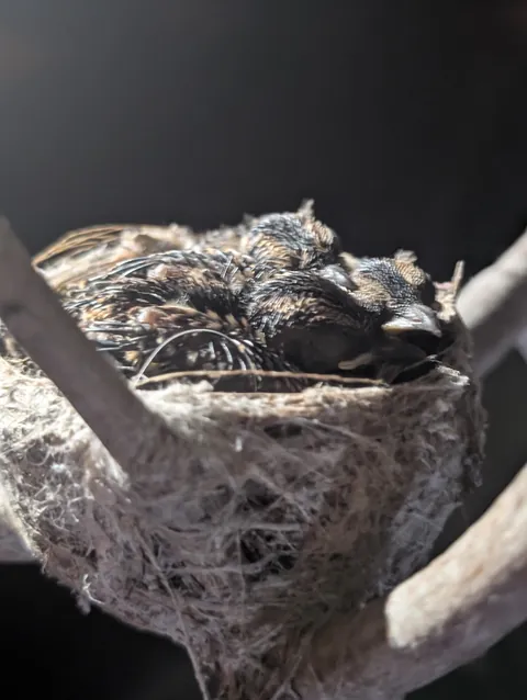 A difference of 24 hours (Willy Wagtail chicks and Green Ants) 