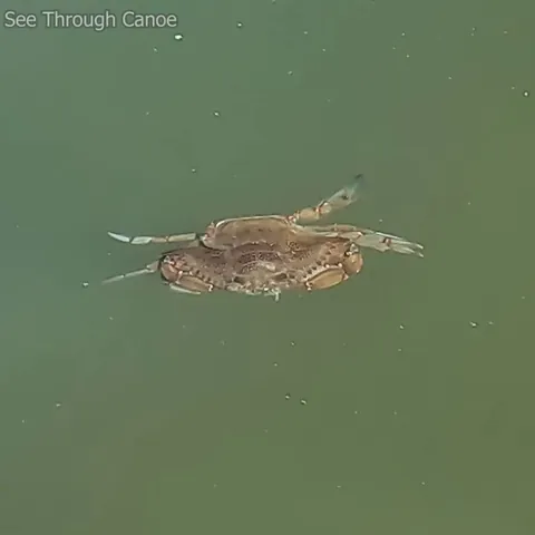 🔥 Blue Crab swimming through a really big school of Cownose Rays with his claws out like he knows he's tasty.