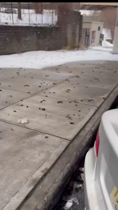 New Yorkers are furious as melting snowbanks expose streets littered with poop.