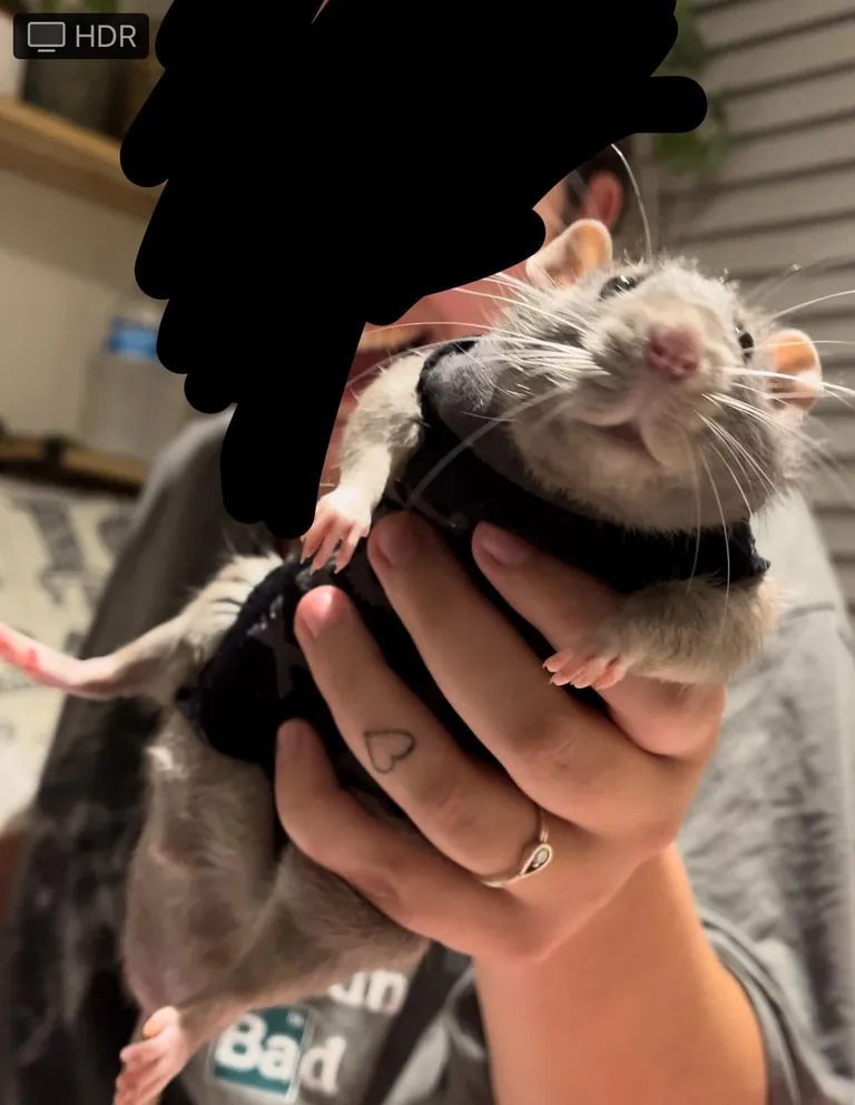 Can people reply to this with silly pics of their rats