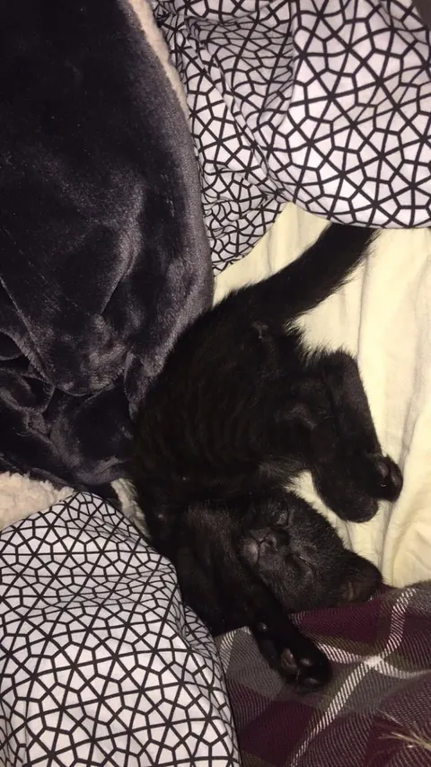 Happy 10th birthday 🖤🐈‍⬛