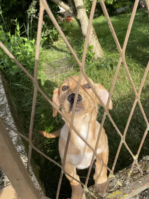 This is the happiest little puppy ever, he always greets me when I'm on a walk
