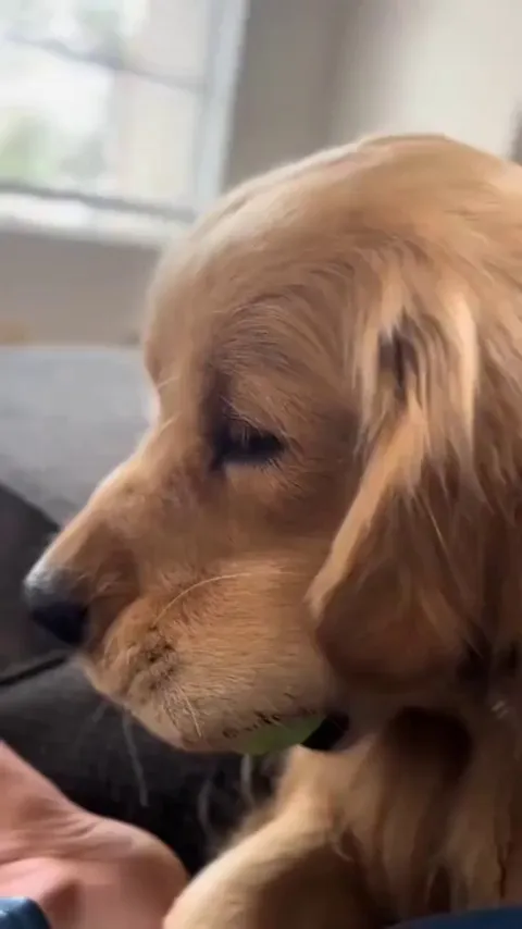 When your pupper is a little too good at fetch.