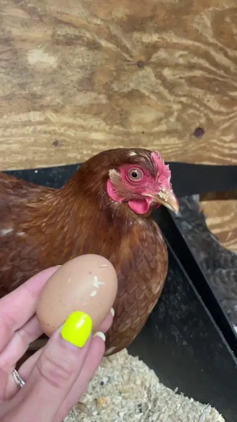 My hens face after she laid her first egg 😂
